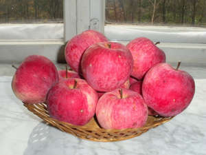 Особливості яблуні сорту Мельба, її основні переваги та недоліки