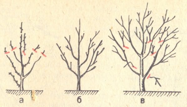 Догляд за вишнею навесні: як виростити здорове і красиве дерево